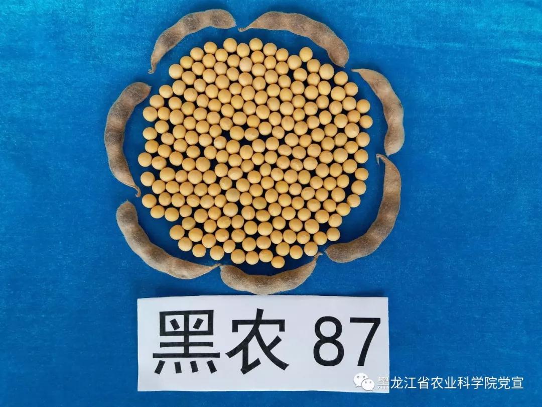 黑龙江新增11个品种高产大豆|大豆|黑龙江省|新品种_新浪新闻
