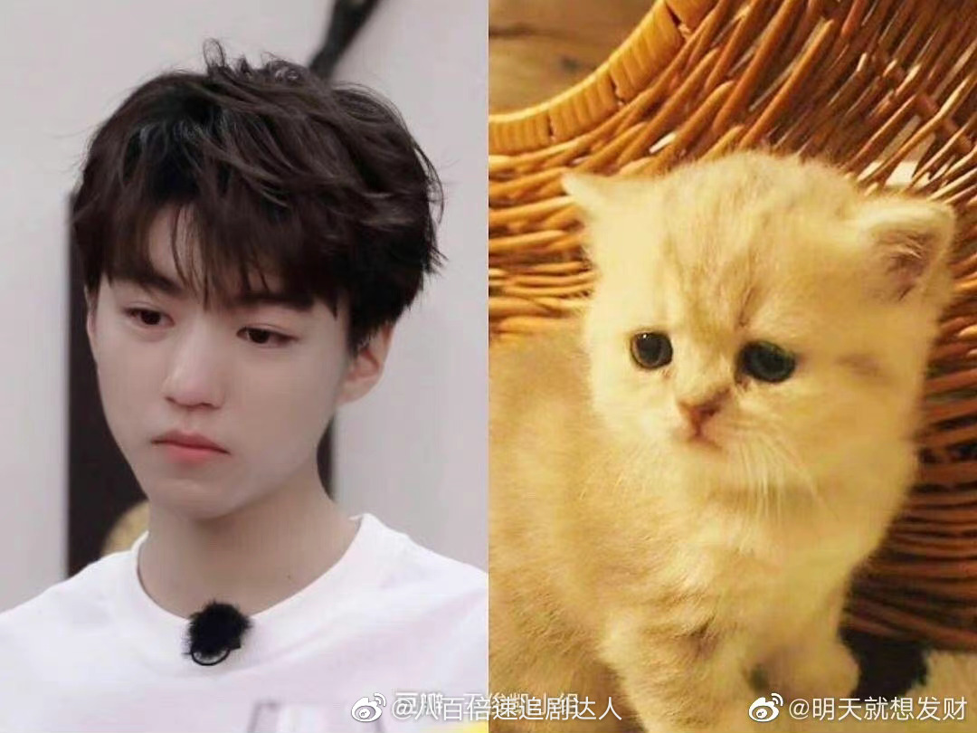 王俊凯本体可能是只猫不论是惊人的弹跳力敏捷度