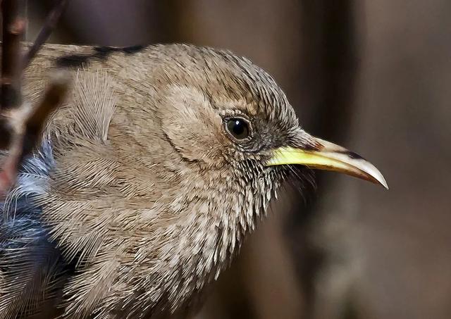 别看TA其貌不扬,这可是我国独有的鸟类休闲区蓝鸢梦想 - Www.slyday.coM 别看TA其貌不扬,这可是我国独有的鸟类休闲区蓝鸢梦想 - Www.slyday.coM