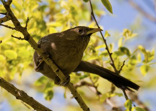 别看TA其貌不扬,这可是我国独有的鸟类休闲区蓝鸢梦想 - Www.slyday.coM 别看TA其貌不扬,这可是我国独有的鸟类休闲区蓝鸢梦想 - Www.slyday.coM
