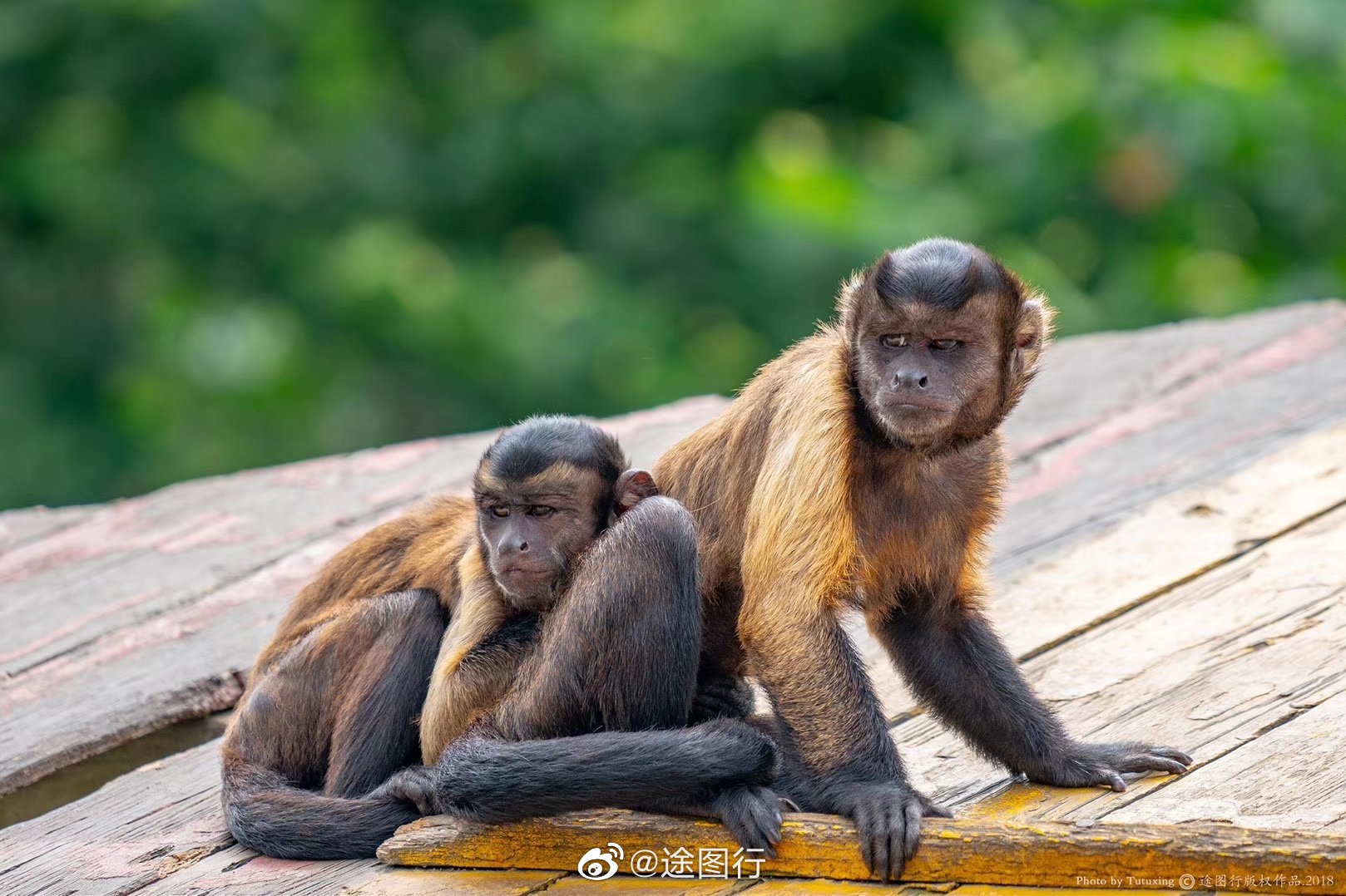 喜欢去动物园看小动物们,一个个呆萌的表情能治愈心情_高清图集_新浪