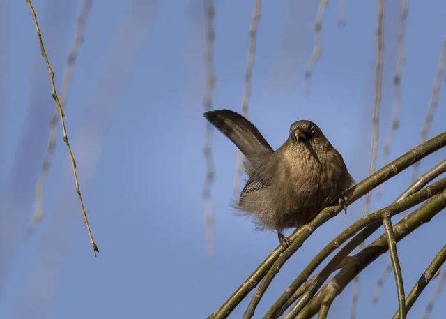 别看TA其貌不扬,这可是我国独有的鸟类休闲区蓝鸢梦想 - Www.slyday.coM 别看TA其貌不扬,这可是我国独有的鸟类休闲区蓝鸢梦想 - Www.slyday.coM