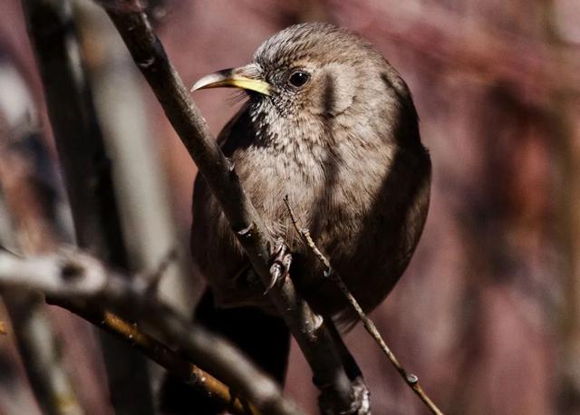 别看TA其貌不扬,这可是我国独有的鸟类休闲区蓝鸢梦想 - Www.slyday.coM 别看TA其貌不扬,这可是我国独有的鸟类休闲区蓝鸢梦想 - Www.slyday.coM