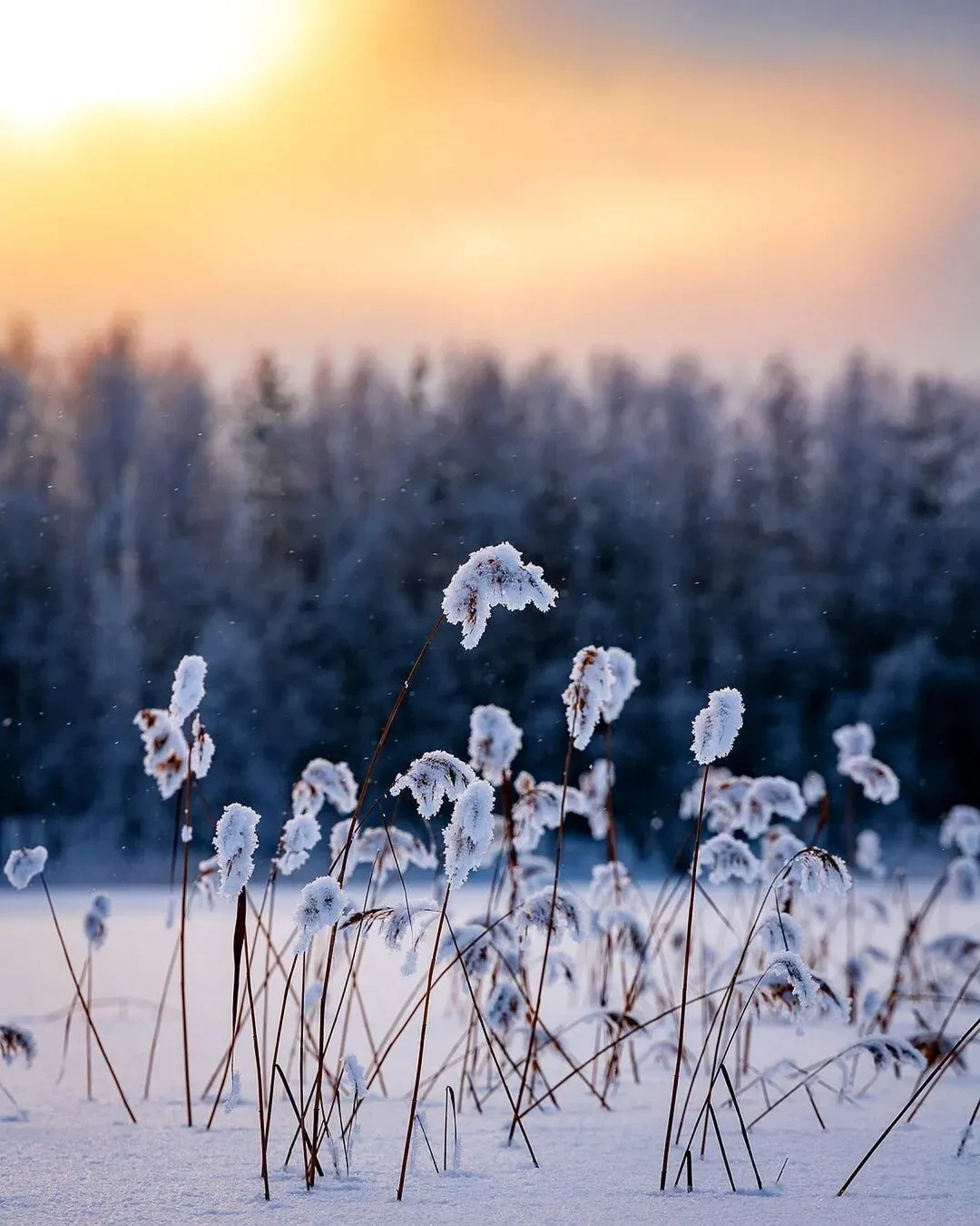 白头若是雪可替世上何来苦心人