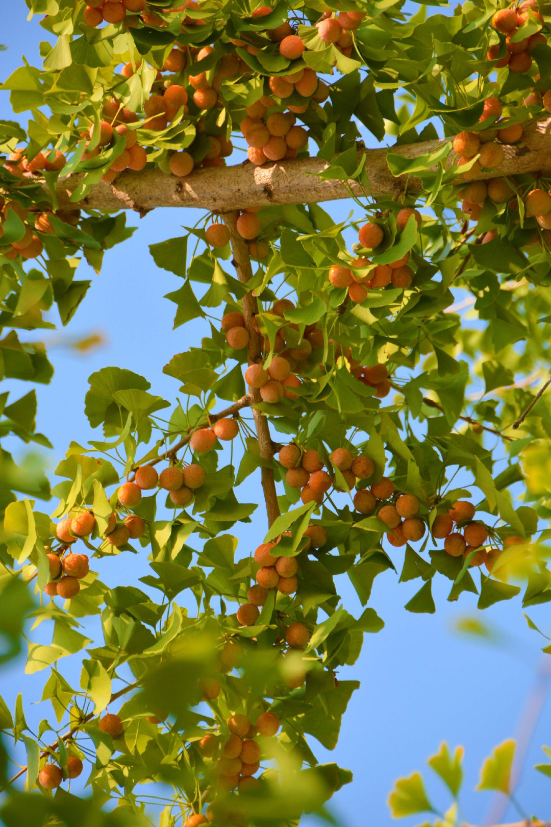 成熟的银杏果,原创拍摄|银杏果|原创|拍摄_新浪新闻