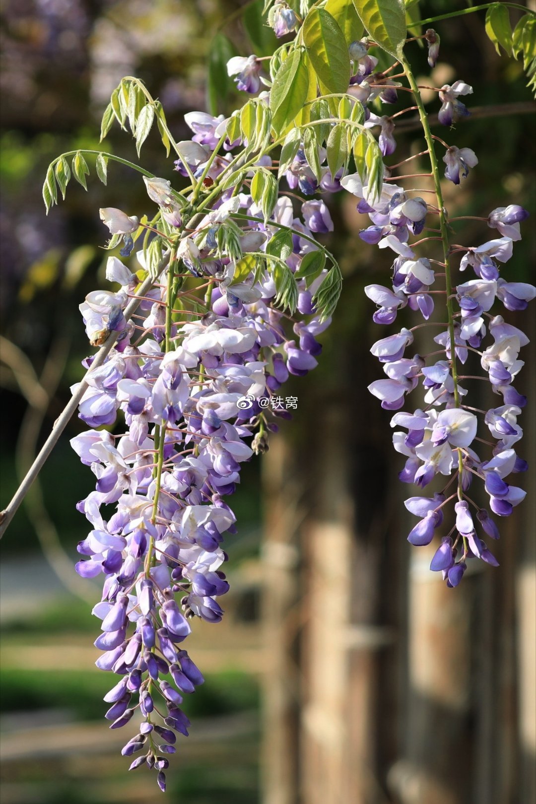 大运河森林公园盛开的紫藤花