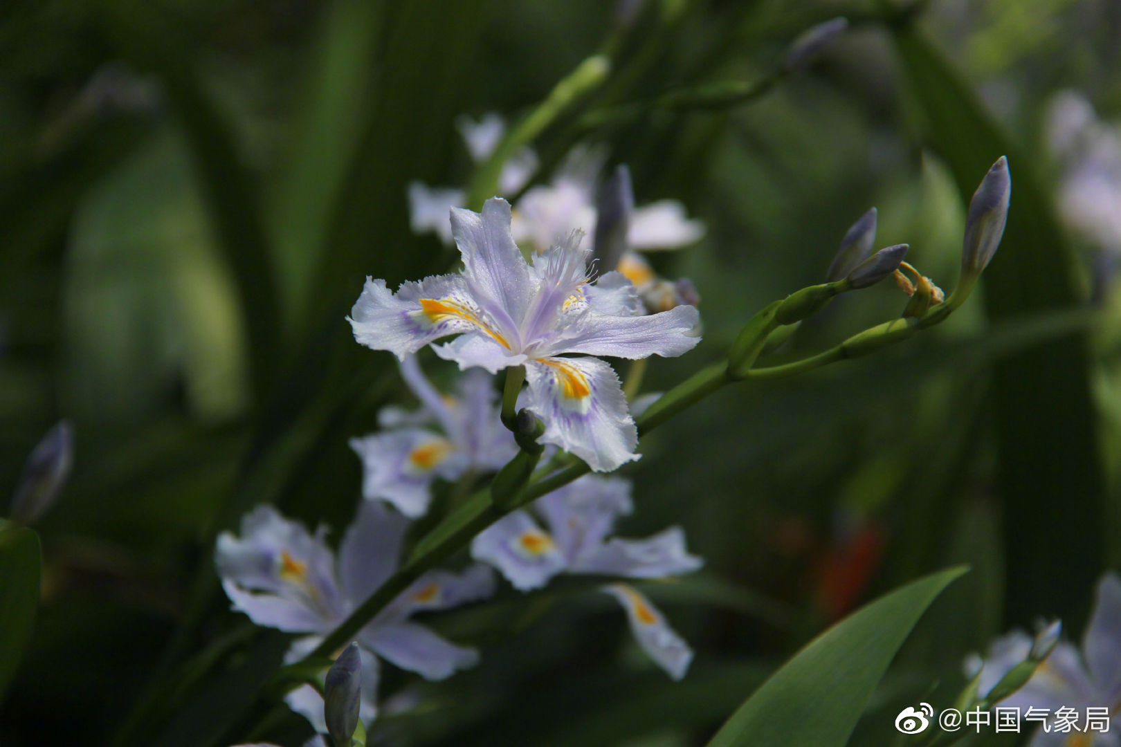 花如其名，气质若兰，冷艳而芬芳。扁竹兰