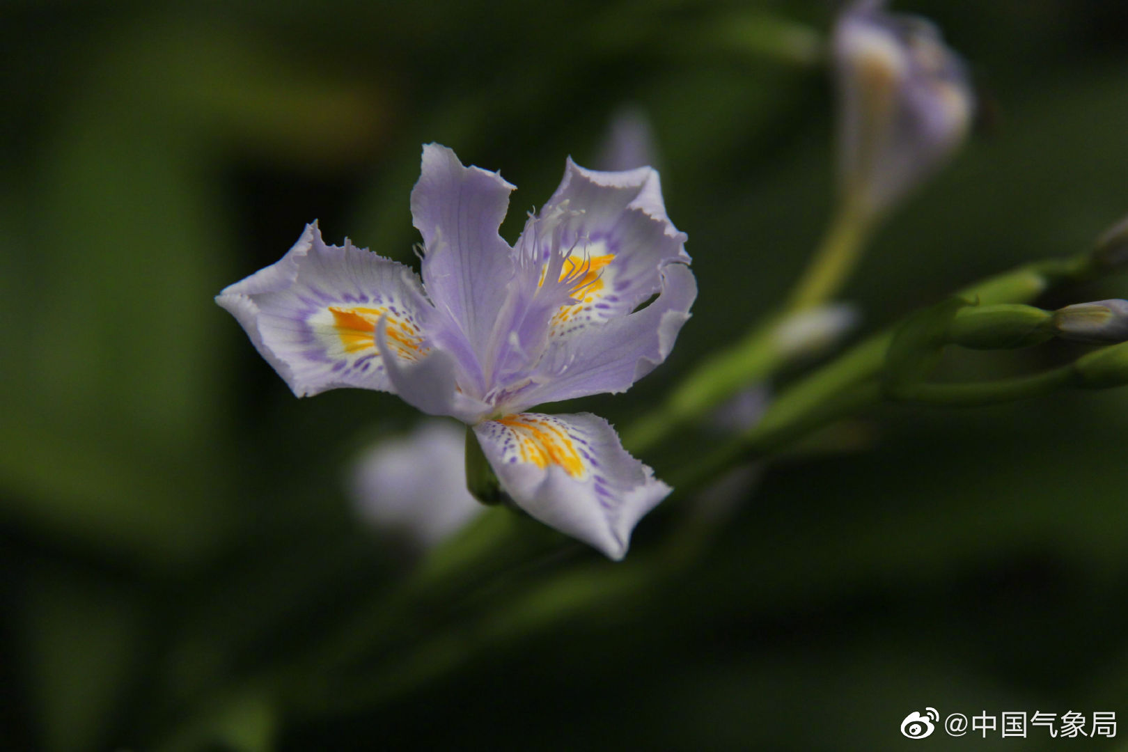 花如其名，气质若兰，冷艳而芬芳。扁竹兰