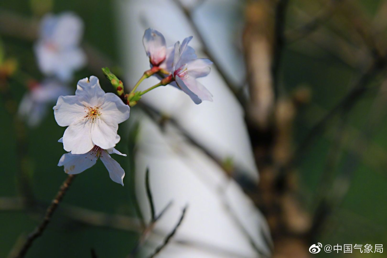 仲春时节,樱花娇嫩,清新淡雅,有远望浮云涌,闲庭自安定的诗意