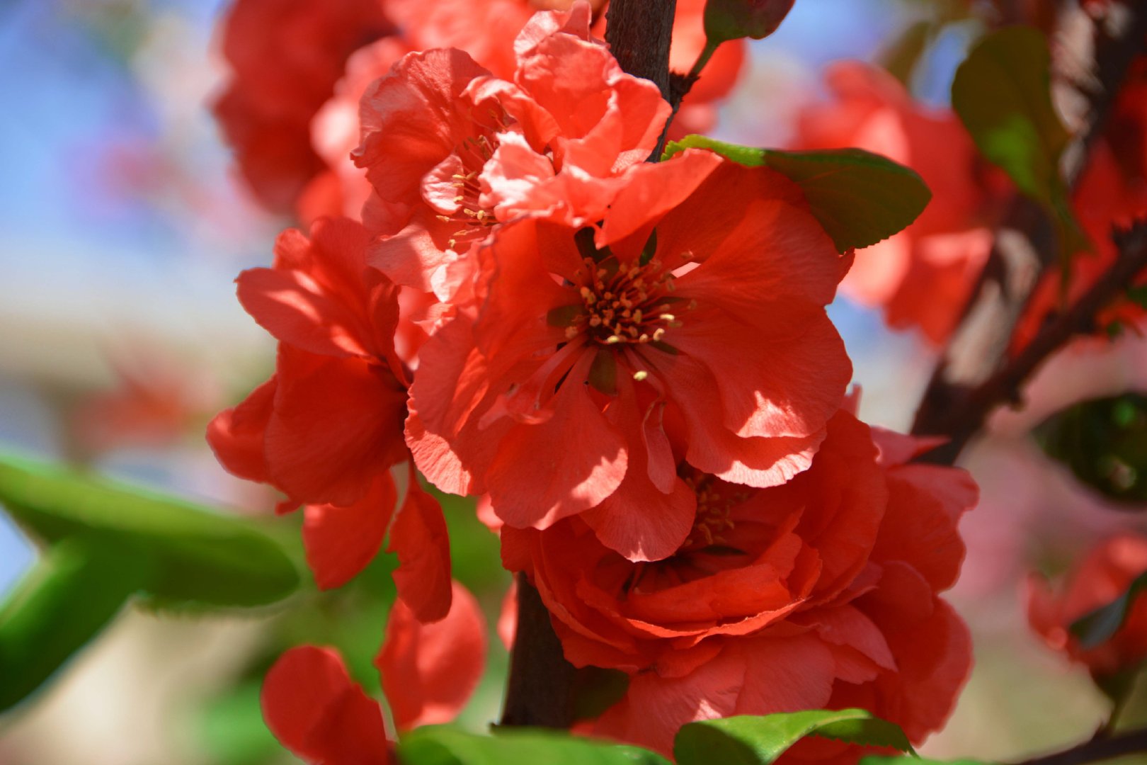 火红的海棠花,原创拍摄_新浪新闻