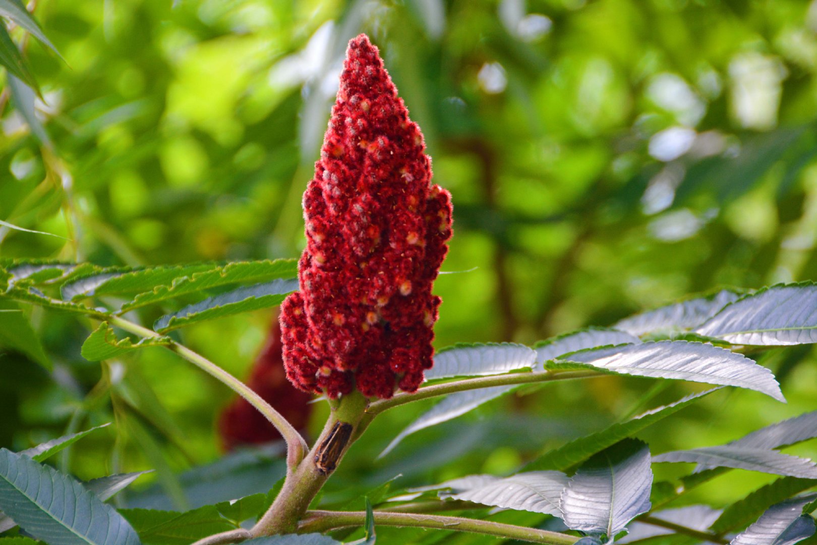 火炬树果实穗,原创拍摄|火炬树|果实|原创_新浪新闻