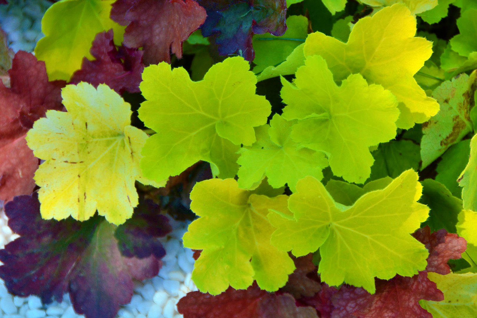 荧光绿色矾根草,原创拍摄|荧光|绿色|原创_新浪新闻