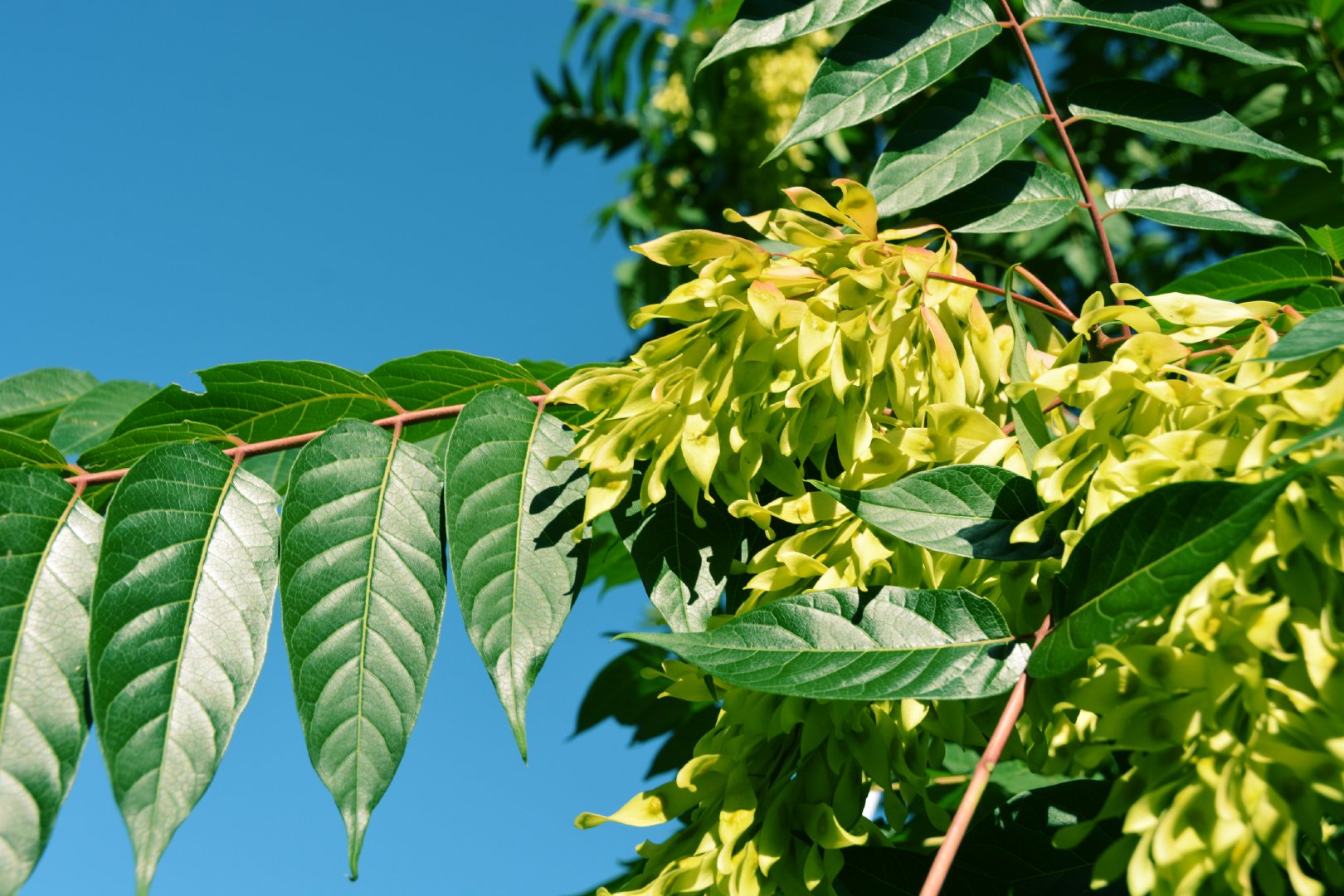 秋天的白蜡树,原创拍摄__财经头条