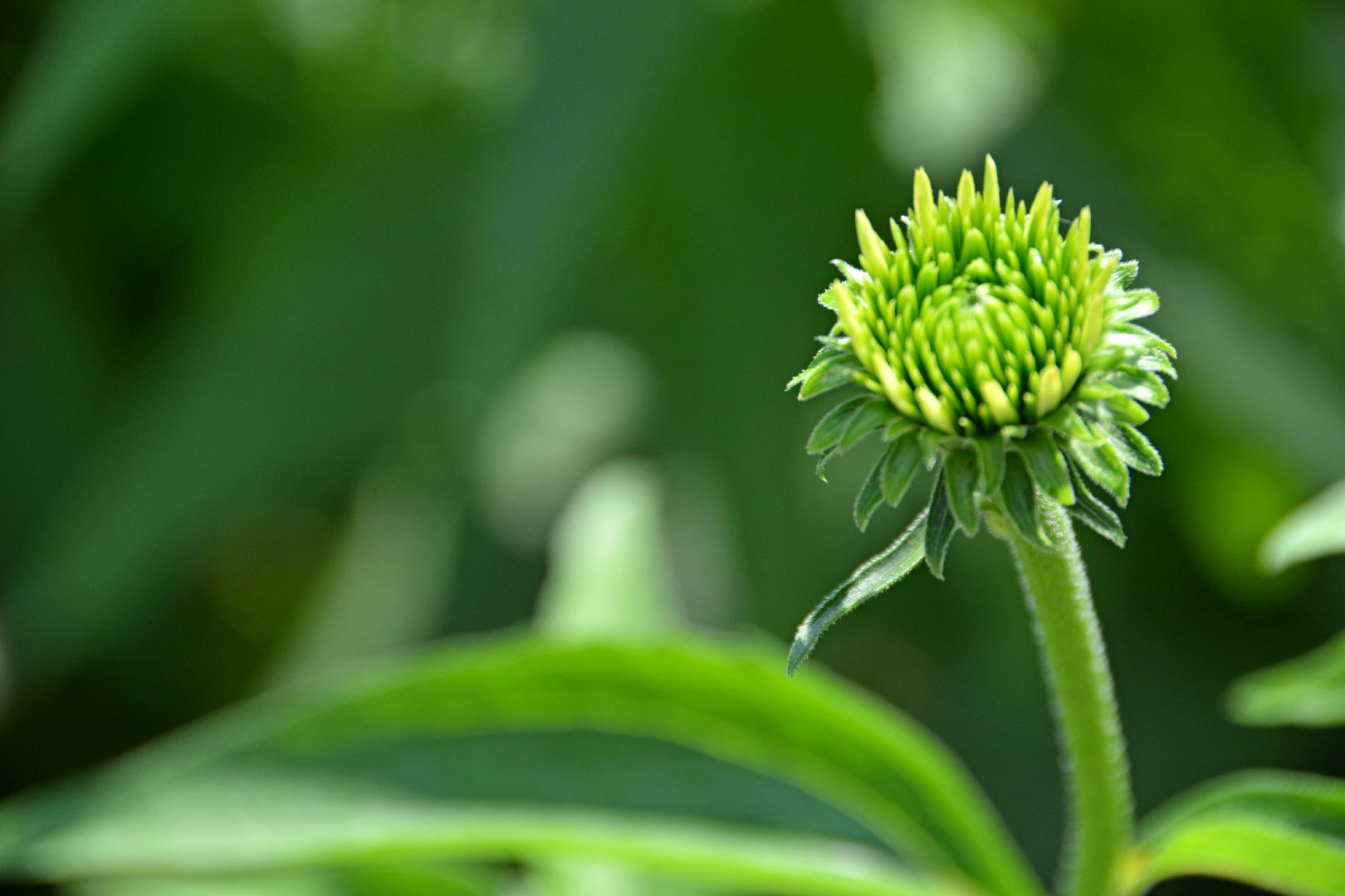 松果菊的花骨朵,原创拍摄