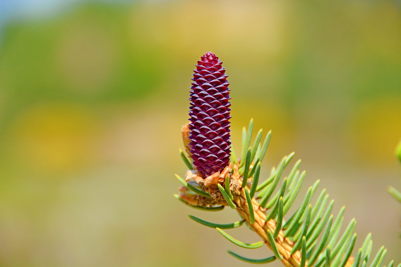 紫蓝色云杉花,原创拍摄__财经头条