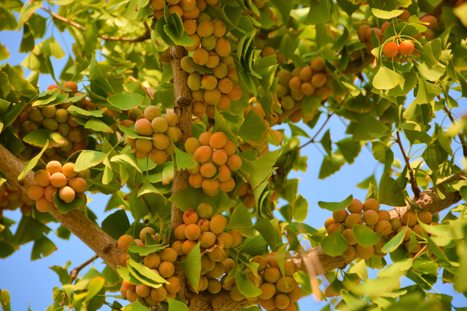 成熟的银杏果,原创拍摄|银杏果|原创|拍摄_新浪新闻