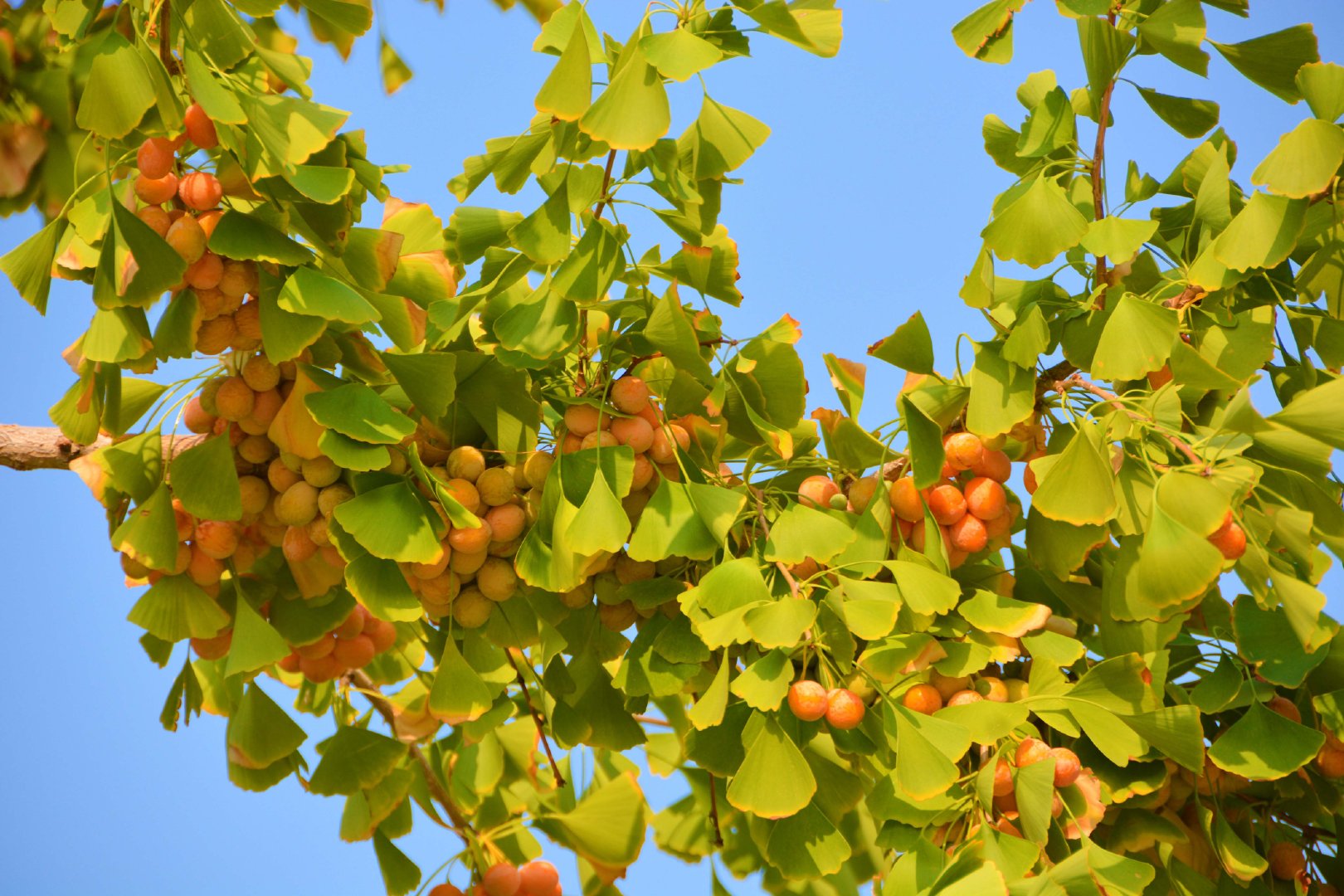 成熟的银杏果,原创拍摄|银杏果|原创|拍摄_新浪新闻