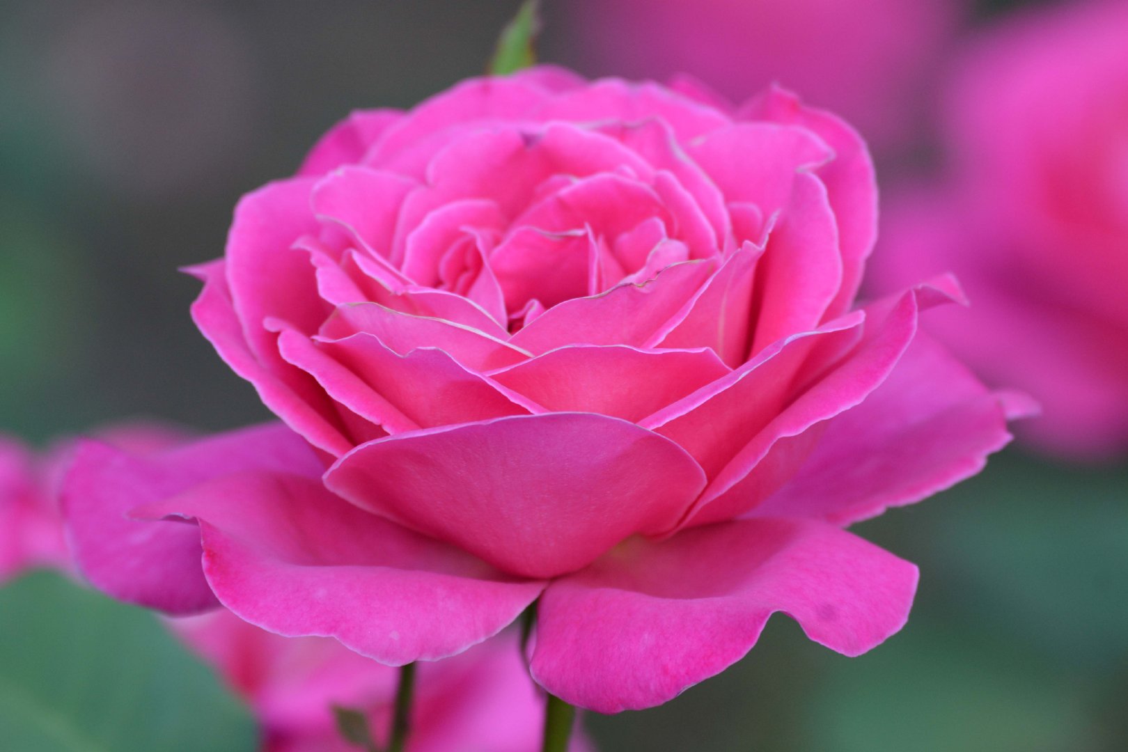 玫瑰月季,原创拍摄