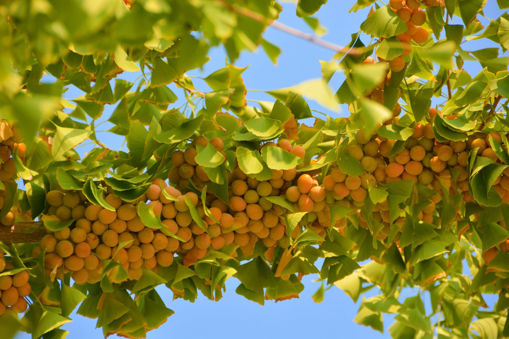 成熟的银杏果,原创拍摄|银杏果|原创|拍摄_新浪新闻