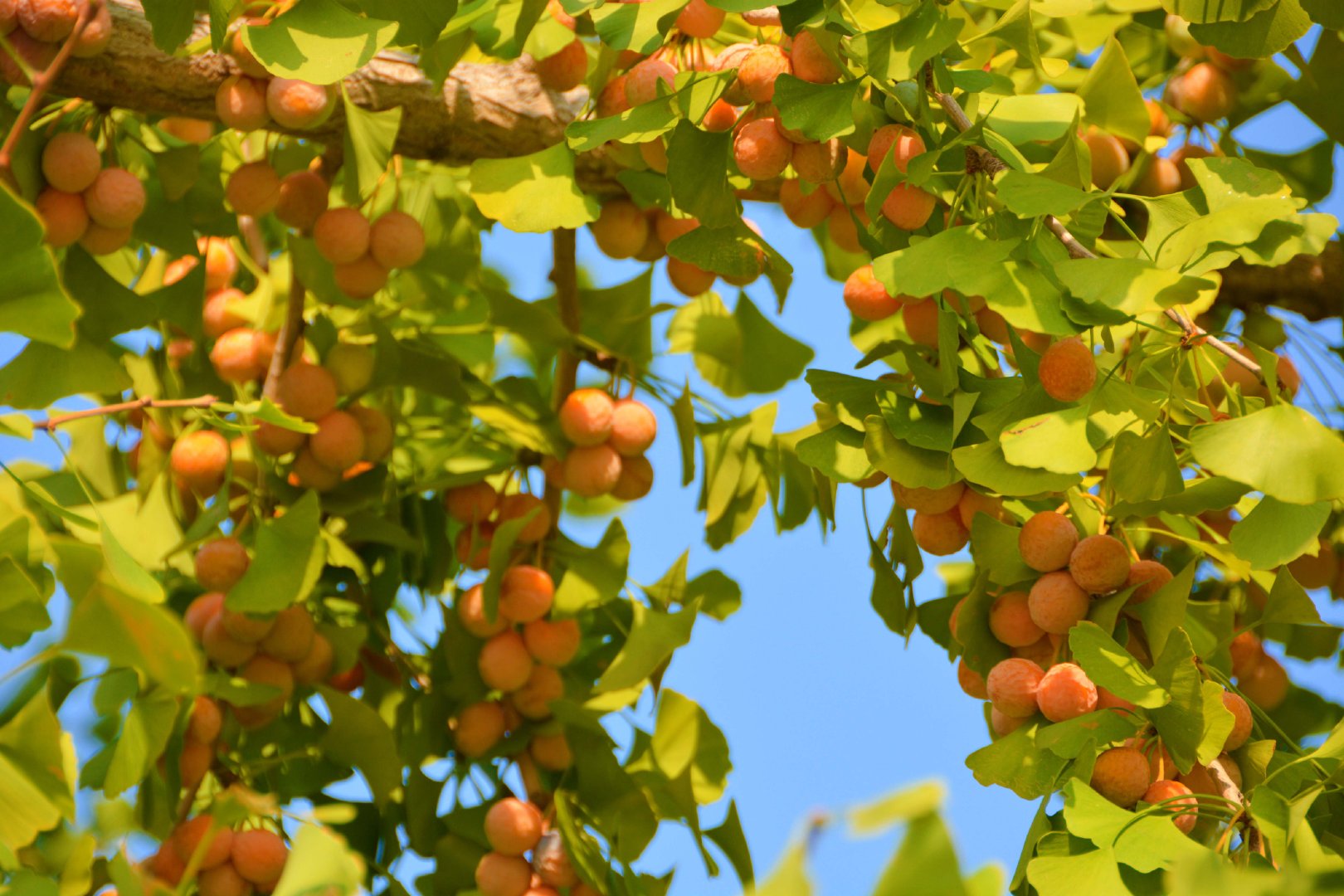 成熟的银杏果,原创拍摄|银杏果|原创|拍摄_新浪新闻