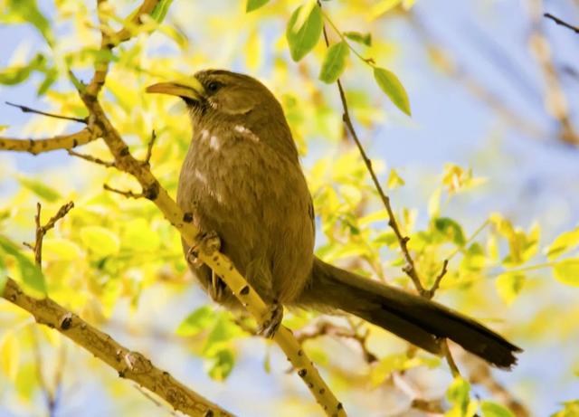 别看TA其貌不扬,这可是我国独有的鸟类休闲区蓝鸢梦想 - Www.slyday.coM 别看TA其貌不扬,这可是我国独有的鸟类休闲区蓝鸢梦想 - Www.slyday.coM