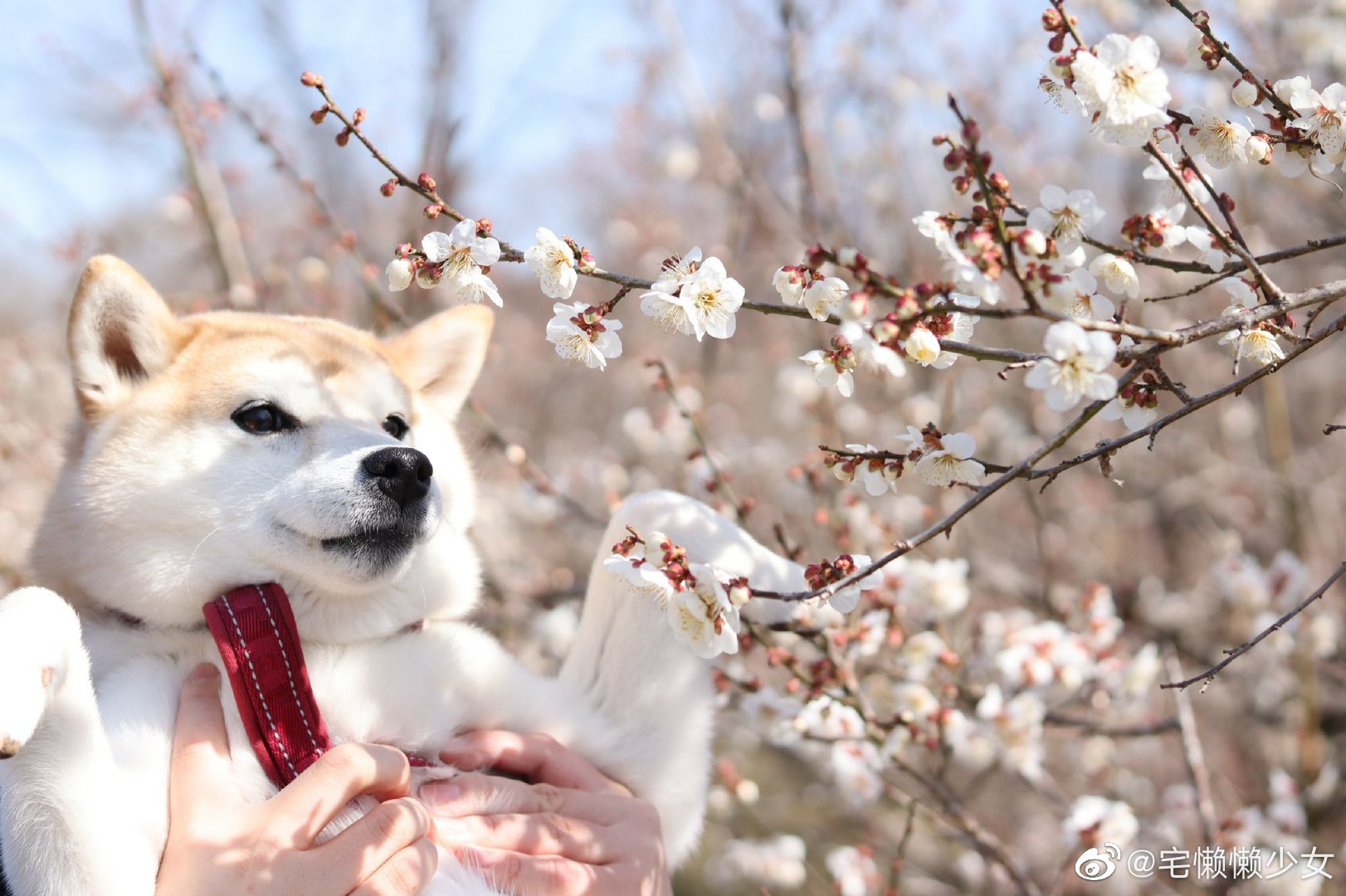 柴犬和樱花最配啦