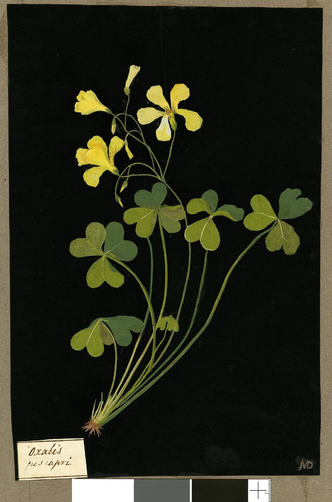 植物拼贴画marydelany17001788