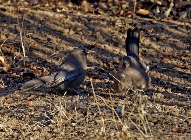 别看TA其貌不扬,这可是我国独有的鸟类休闲区蓝鸢梦想 - Www.slyday.coM 别看TA其貌不扬,这可是我国独有的鸟类休闲区蓝鸢梦想 - Www.slyday.coM
