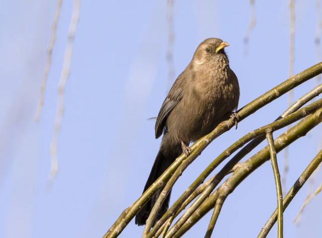 别看TA其貌不扬,这可是我国独有的鸟类休闲区蓝鸢梦想 - Www.slyday.coM 别看TA其貌不扬,这可是我国独有的鸟类休闲区蓝鸢梦想 - Www.slyday.coM