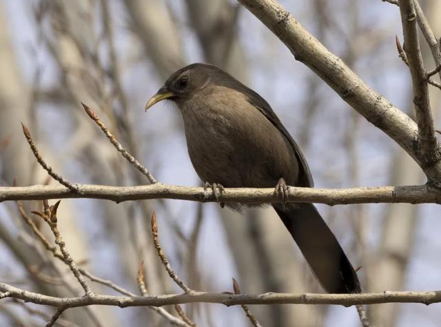 别看TA其貌不扬,这可是我国独有的鸟类休闲区蓝鸢梦想 - Www.slyday.coM 别看TA其貌不扬,这可是我国独有的鸟类休闲区蓝鸢梦想 - Www.slyday.coM