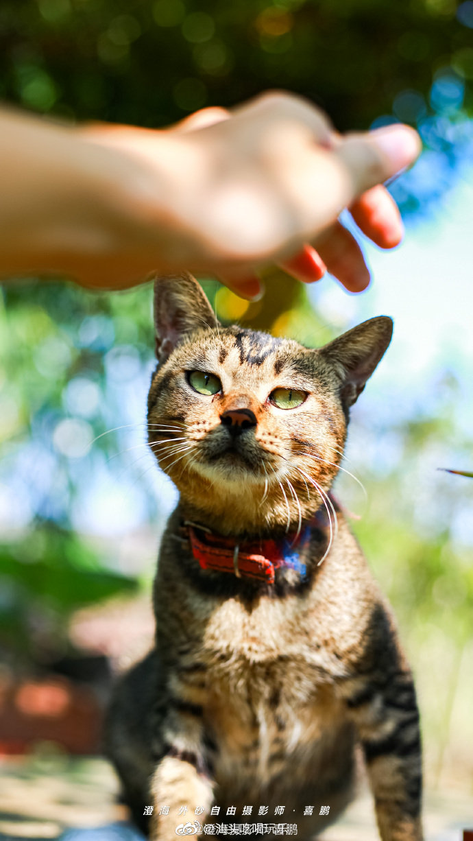 潮汕地区的猫咪都有一个统一的名字一一一妮