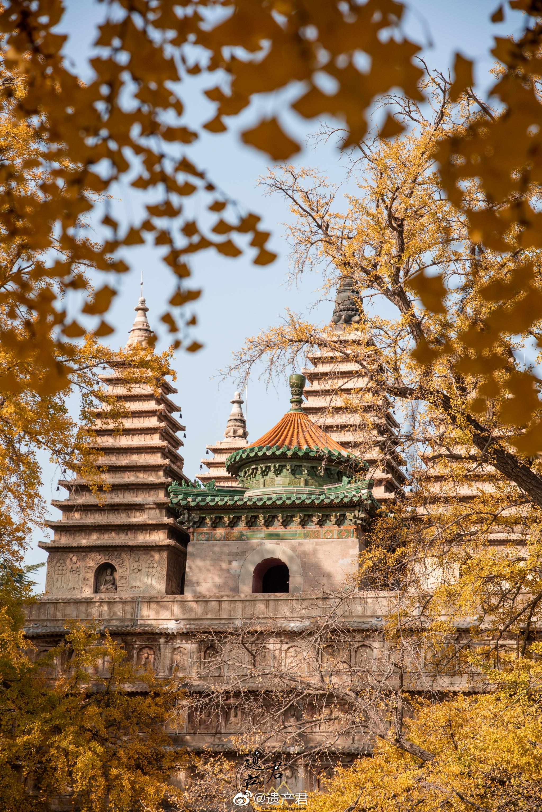 北京五塔寺的银杏季