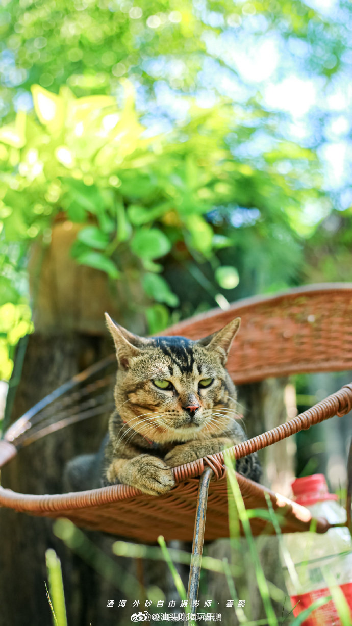 潮汕地区的猫咪都有一个统一的名字一一一妮