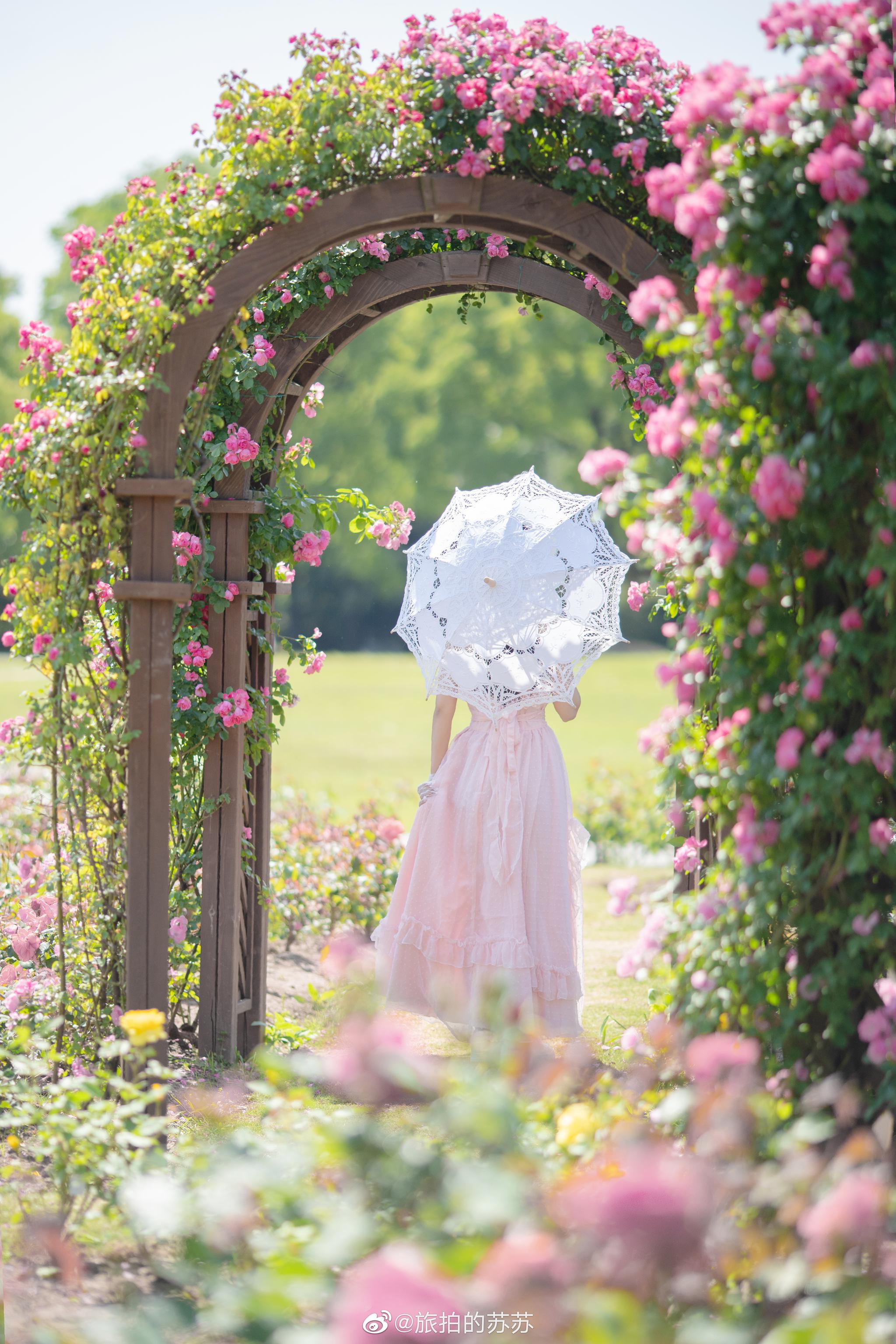 分享一个绝美蔷薇拱门,也许还能再开1周