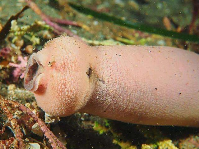长相怪怪的海肠子,一伸一缩长度可差5倍,还像韭菜