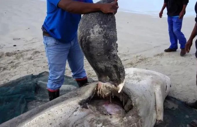 虎鲸真的挑食虎鲸猎杀大白鲨只吃肝脏捕杀灰鲸只吃舌头