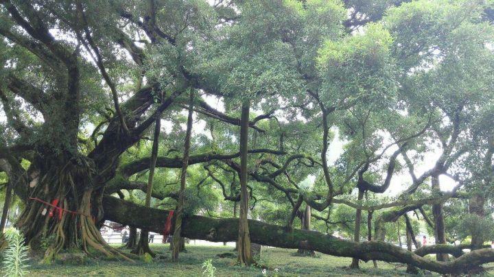 我国有多少古树名木?普查显示超508万株,云南省最多,占全国1/5休闲区蓝鸢梦想 - Www.slyday.coM 我国有多少古树名木?普查显示超508万株,云南省最多,占全国1/5休闲区蓝鸢梦想 - Www.slyday.coM