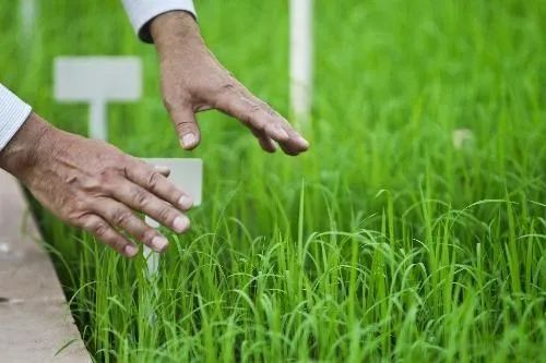 袁公累了，需要歇歇了，他正在天堂的稻穗下乘凉休闲区蓝鸢梦想 - Www.slyday.coM