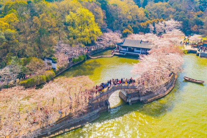 早樱只是鼋头渚樱花季的前菜,作为世界级赏樱胜地,到了盛花期那场面才