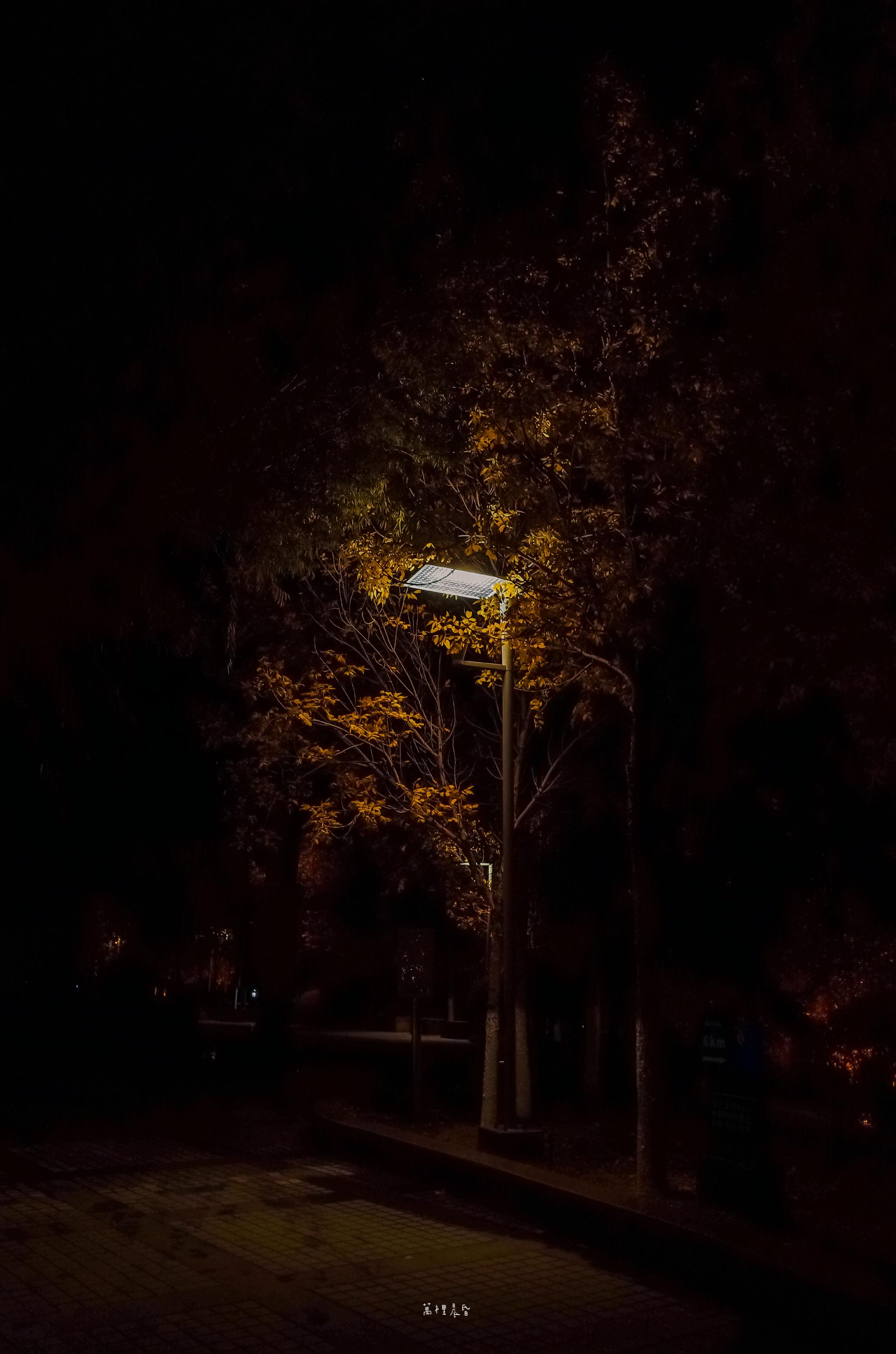 新闻刚发布 深圳市犬马之家论坛究竟是什么及为何成为本地热议区