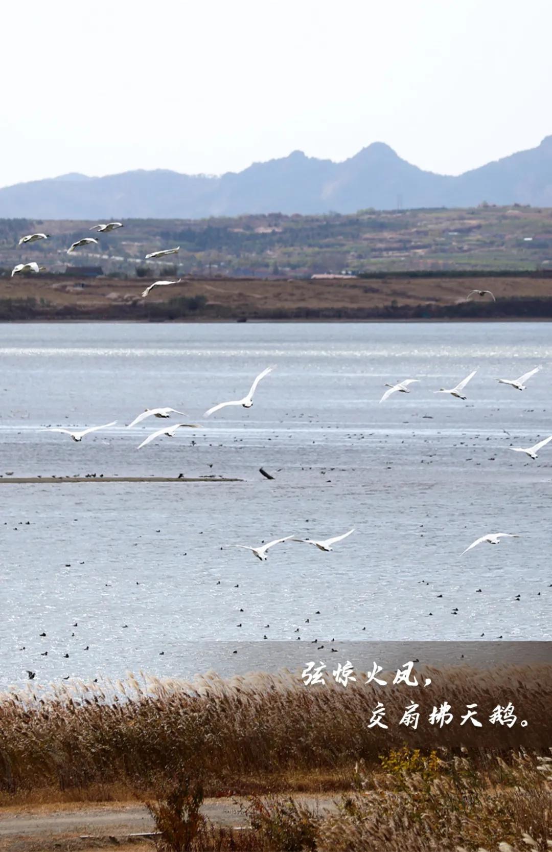 冬日恋歌丨威海版天鹅爱情大片来了