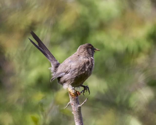 别看TA其貌不扬,这可是我国独有的鸟类休闲区蓝鸢梦想 - Www.slyday.coM 别看TA其貌不扬,这可是我国独有的鸟类休闲区蓝鸢梦想 - Www.slyday.coM