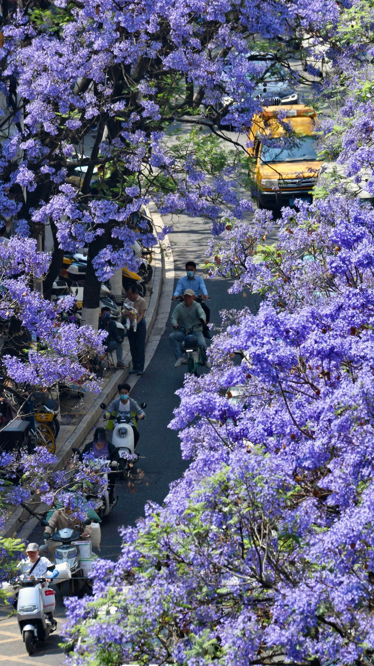 浪漫唯美！昆明蓝花楹颜色太梦幻了__财经头条