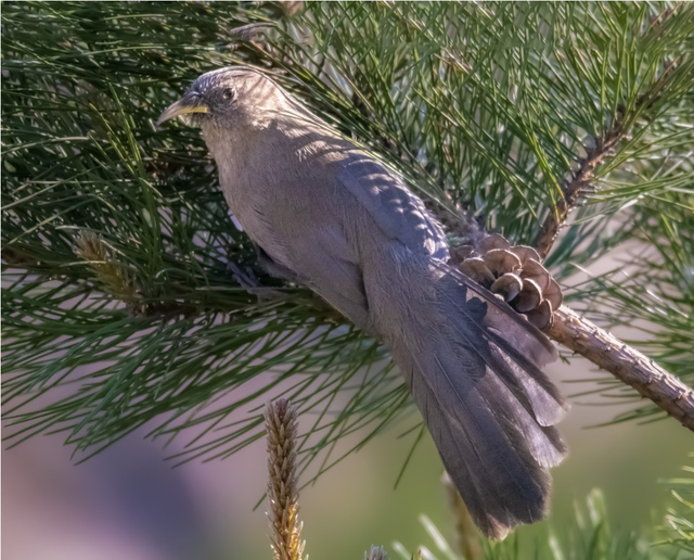 别看TA其貌不扬,这可是我国独有的鸟类休闲区蓝鸢梦想 - Www.slyday.coM 别看TA其貌不扬,这可是我国独有的鸟类休闲区蓝鸢梦想 - Www.slyday.coM