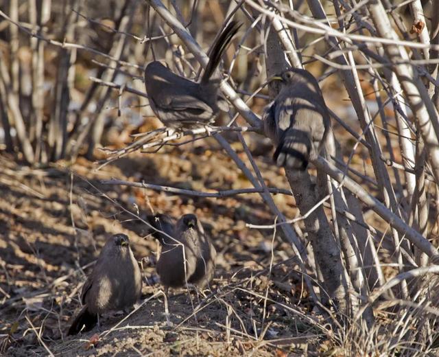 别看TA其貌不扬,这可是我国独有的鸟类休闲区蓝鸢梦想 - Www.slyday.coM 别看TA其貌不扬,这可是我国独有的鸟类休闲区蓝鸢梦想 - Www.slyday.coM