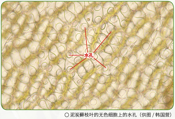 看我高射炮攻击!|苔藓|泥炭藓|高射炮_新浪新闻