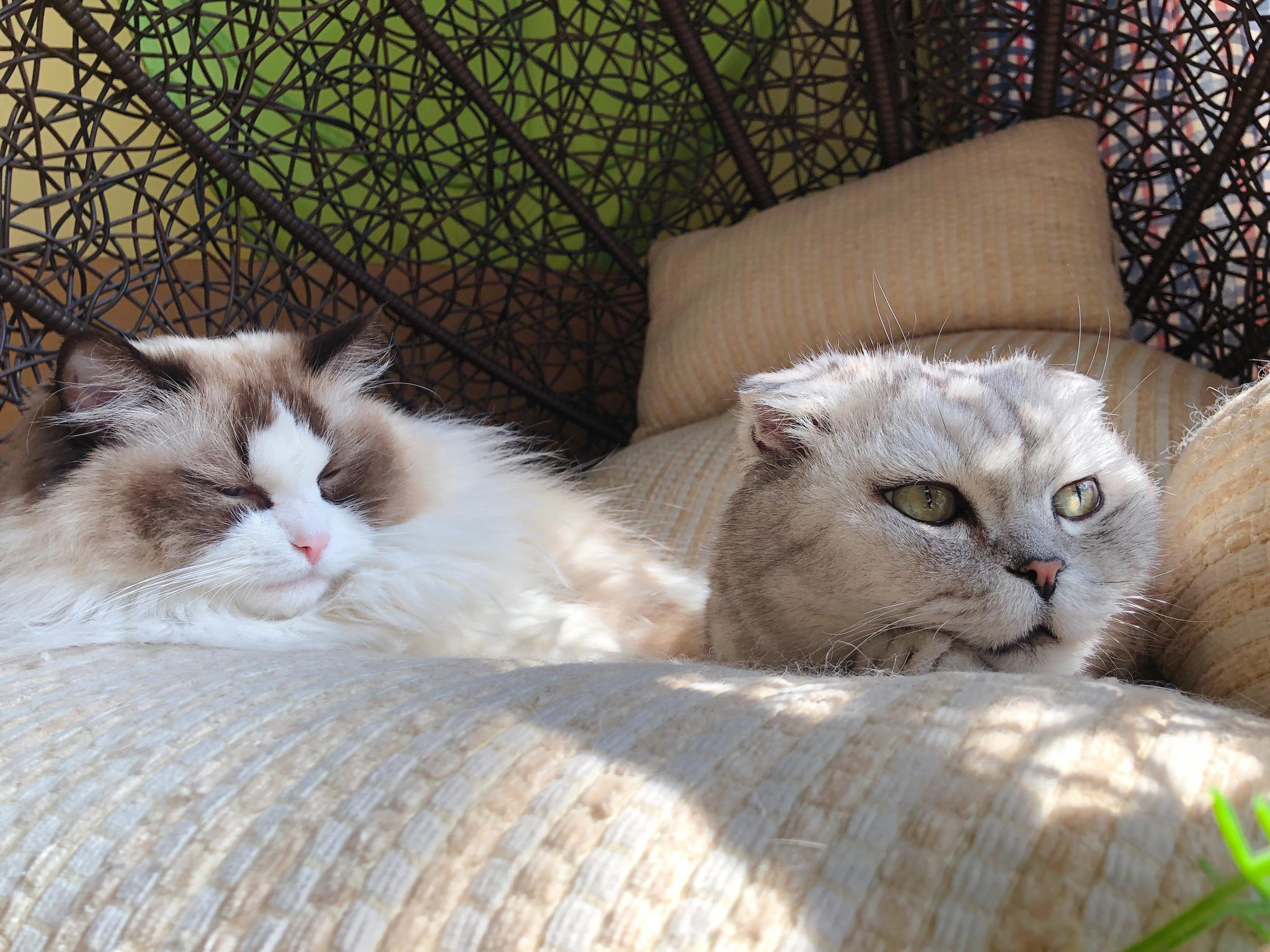 猪哥总是活在自己的世界里无法自拔