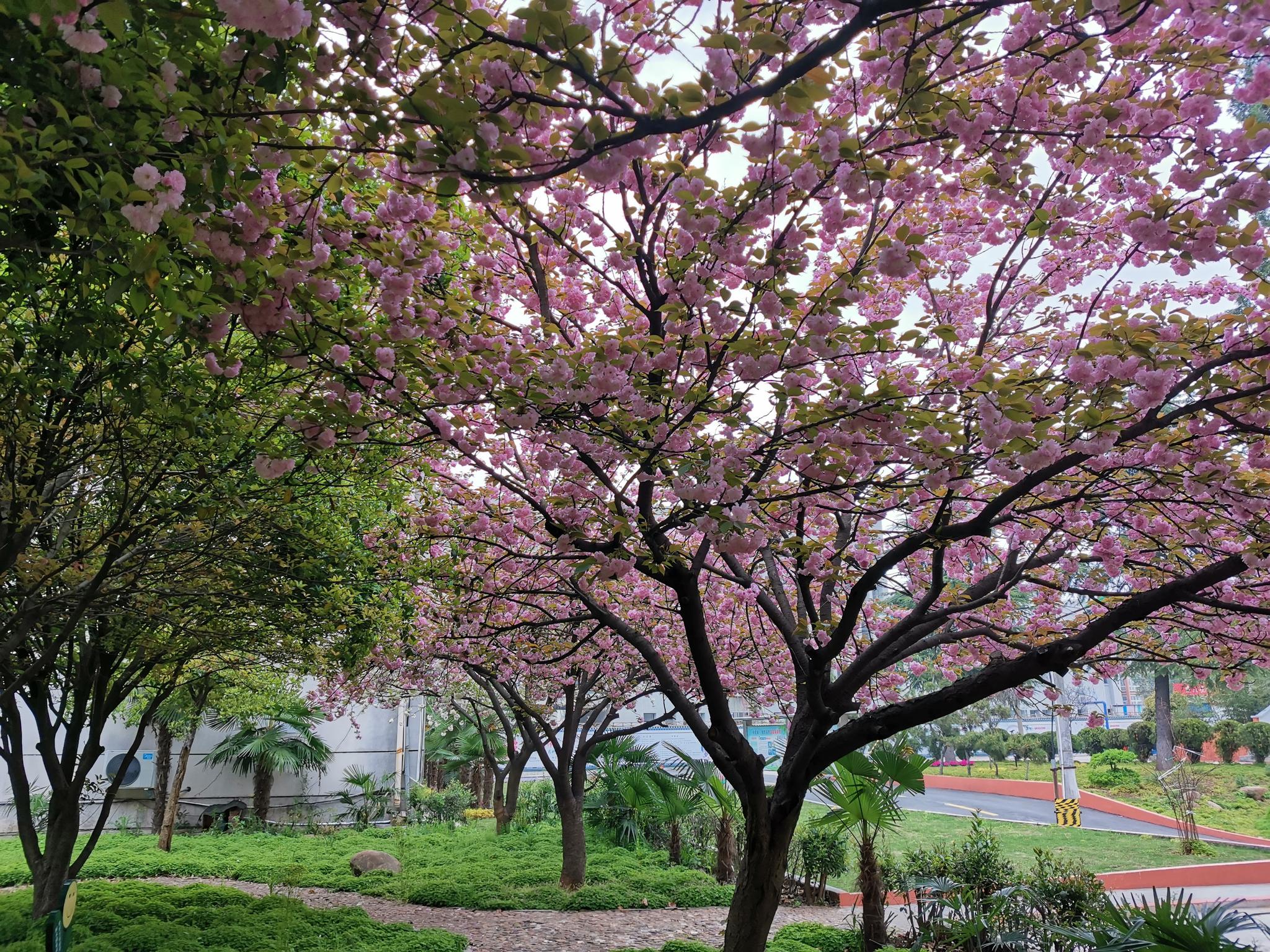 校园里的樱花开了返校的日子更近了呀