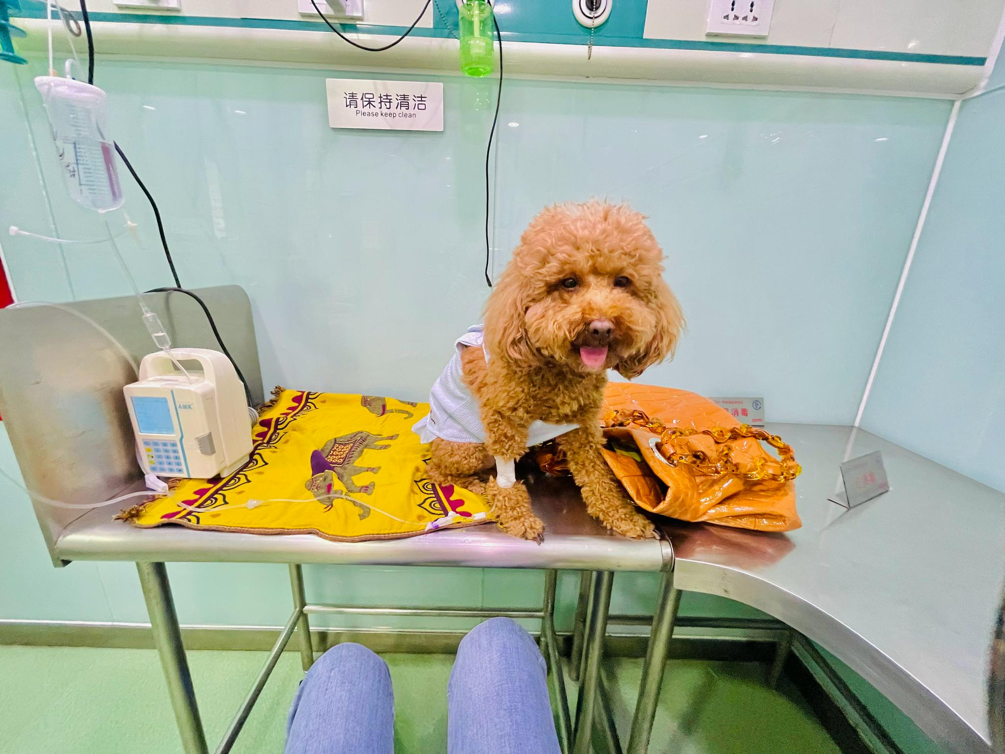 小狗输液,主人都是带小毯子去,或者抱怀里……__财经头条