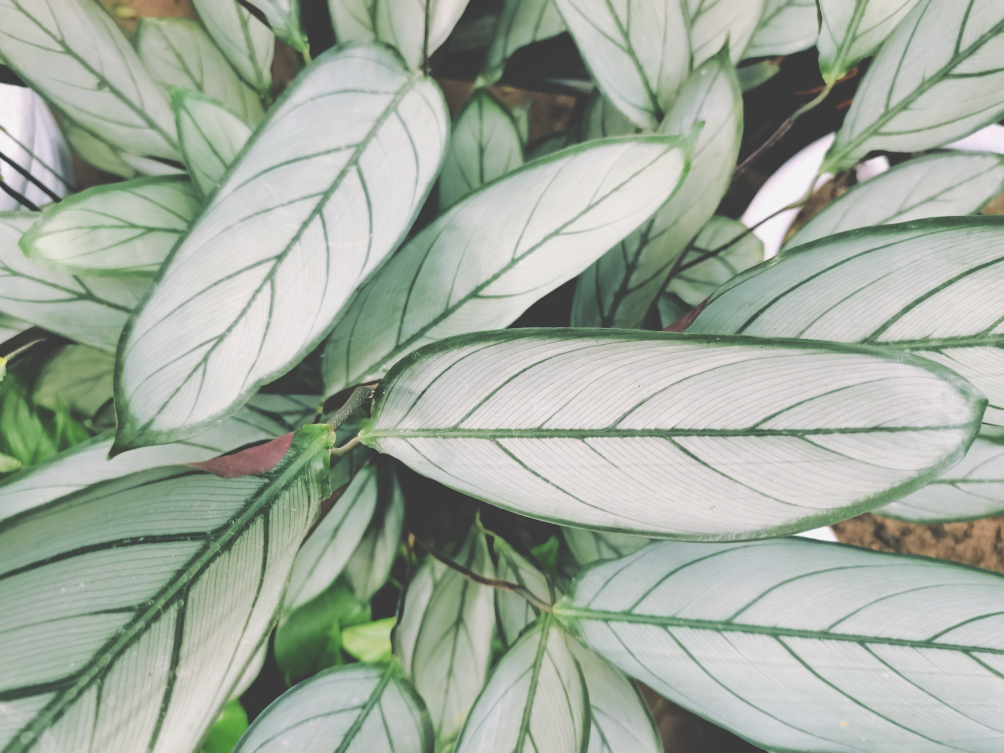 叶子像羽毛的飞羽竹芋,原创拍摄__财经头条